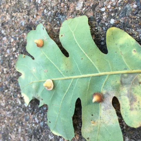 Oak Leaf Gall
