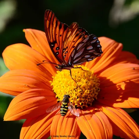 The syrphid fly tries to seek some nectar, but the Gulf Fritillary proclaims "This Mexican sunflower is occupied." (Photo by Kathy Keatley Garvey)