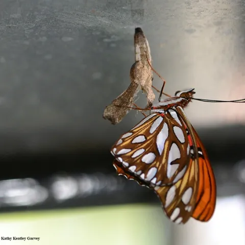 A newly eclosed Gulf Fritillary. (Photo by Kathy Keatley Garvey)