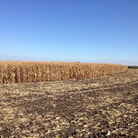 UCCE Delta field corn variety trial.