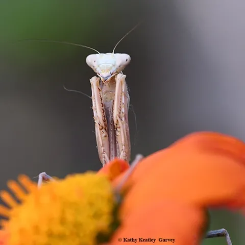 Henrietta, our Stagmomantis limbata praying mantis, lies in wait on a Mexican sunflower (Tithonia.) (Photo by Kathy Keatley Garvey)