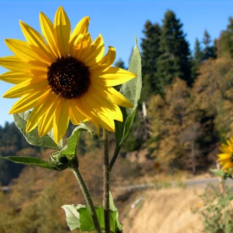 Wild sunflowers along Highway 18 near Skyforest, CA.
