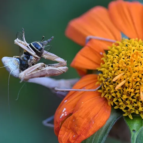A praying mantis, Stagmomantis limbata, eating a drone (sryphid) fly. (Photo by Kathy Keatley Garvey)