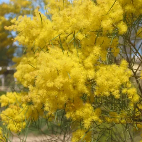 Acacia boormanii