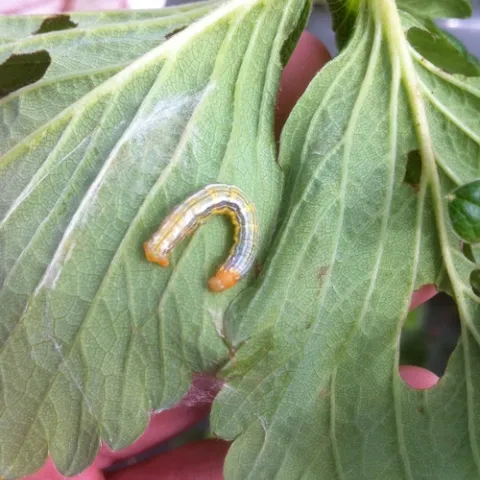 Want to know how to manage this larvae and much, much more? New UC IPM guidelines for strawberry are now available!