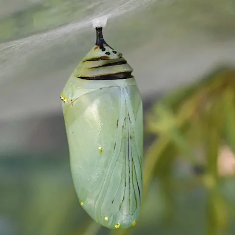 A monarch chrysalis that didn't make it. This image was taken Sept. 15. Said Art Shapiro of UC Davis: "The intersegmental membranes are showing. Whatever caused that, it opens the door to severe water loss, so the pupa will probably die." (Photo by Kathy Keatley Garvey)
