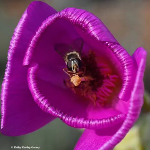 A syrphid fly, tucked in the folds of a rock purslane, Calandrinia grandiflora, sips nectar. (Photo by Kathy Keatley Garvey)