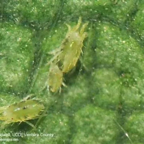 Lewis mite. Photo courtesy Anna Howell, UCCE