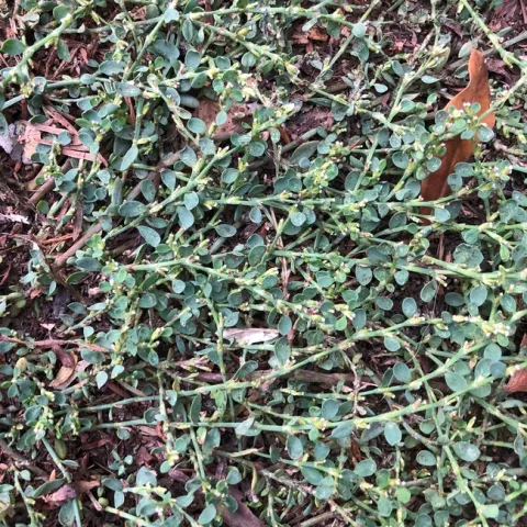 This is a picture of prostrate knotweed, a prostrate and mat-forming weed.