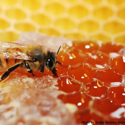 A honey bee sips honey from honeycomb. (Photo by Kathy Keatley Garvey)