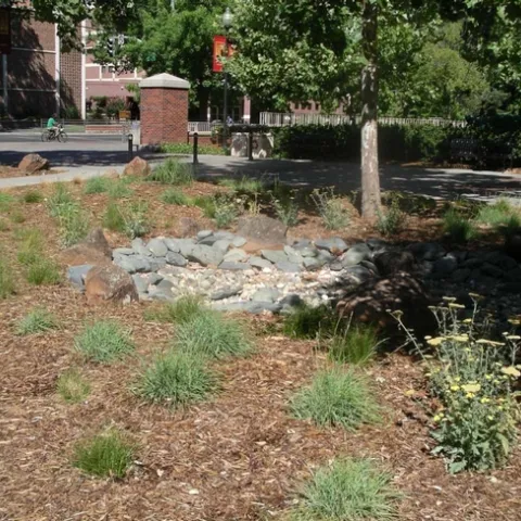 Sedges and yarrow in CSUC bioswale by C. Weiner