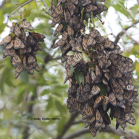 Overwintering monarchs in the Berkeley Aquatic Park on Nov. 26, 2015. (Photo by Kathy Keatley Garvey)