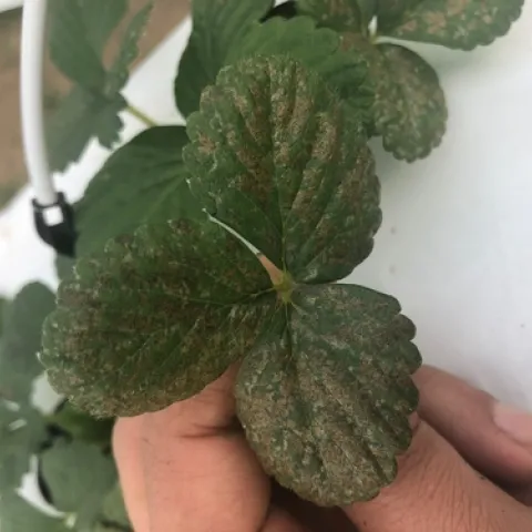 Brown, various shaped and sized spots on strawberry leaves. Note black spots towards the middle of many of them.