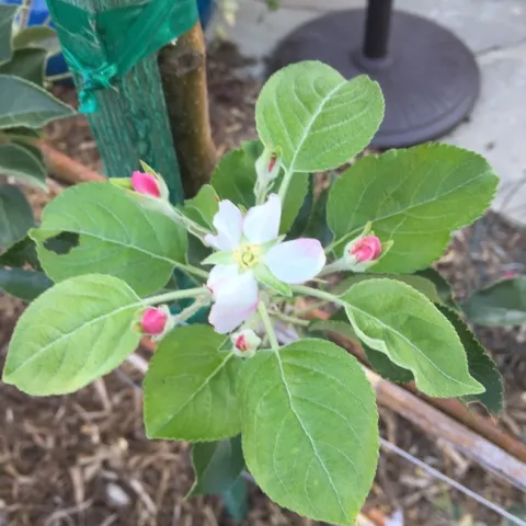 Apple blossoms. (photos by Erin Mahaney)