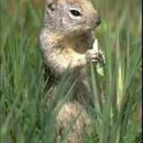 ground squirrel