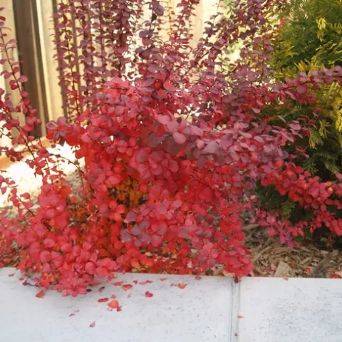 Berberis thunbergii 'Orange Rocket'