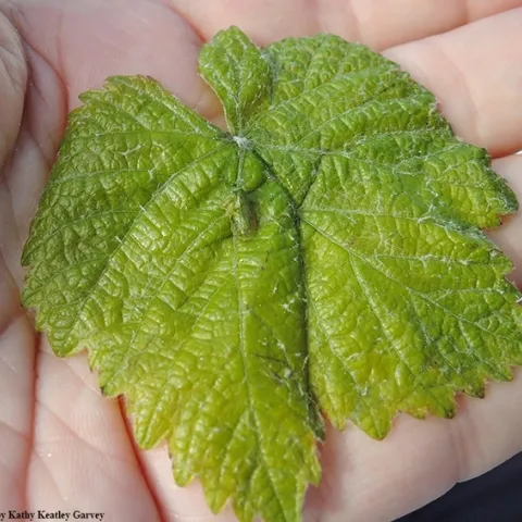 The three-cornered alfalfa hopper, Spissistilus festinus. (Photo by Kathy Keatley Garvey)