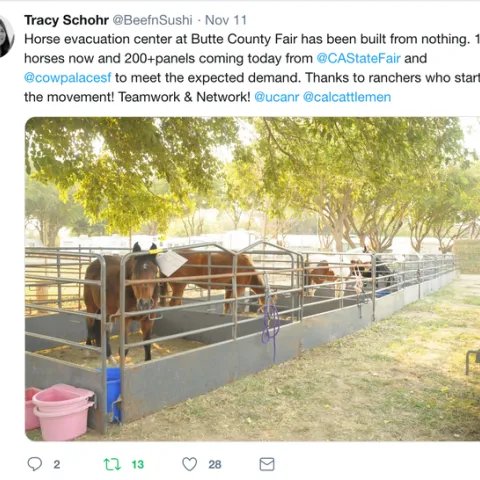 During evacuation from the Camp Fire, Tracy Schohr tweeted information for people seeking refuge for large animals.