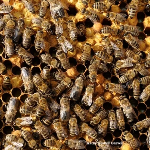 Honey bees at work. (Photo by Kathy Keatley Garvey)