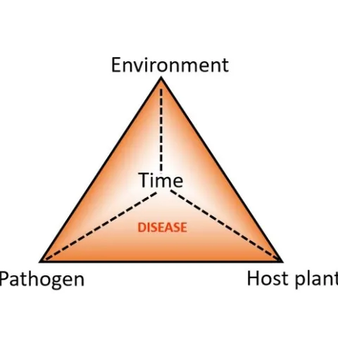 Disease triangle plus time jpg