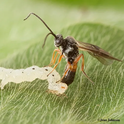 A parasitic wasp, Microplitis demolitor, laying an egg (ovipositing) in larva of soybean looper moth. (Photo by Jena Johnson of the Michael Strand lab, University of Georgia)