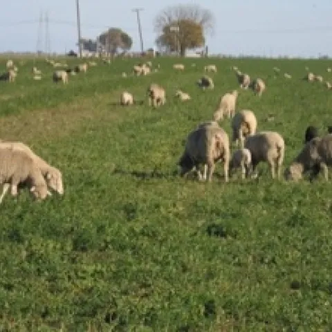 'Sheeping-off' alfalfa fields in the wintertime benefits alfalfa growers and sheep herders in that sheep get feed and alfalfa growers get weevil and weed control benefits and thatched removed for higher quality hay.