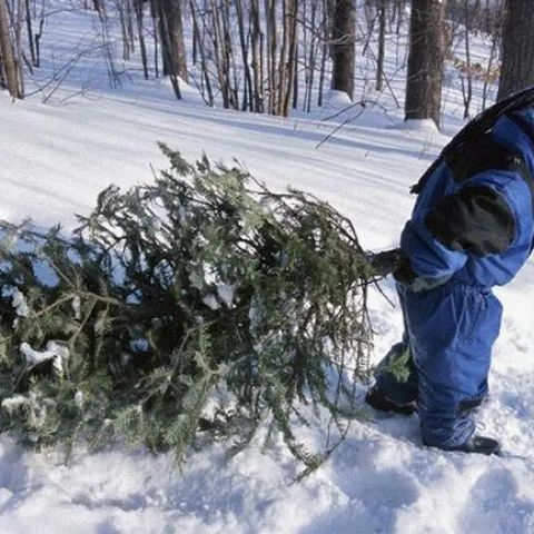 Smart harvest of Christmas trees can help thin the forest. (Photo: USDA)