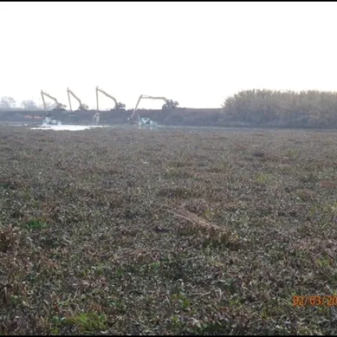 Harvesting water hyacinth