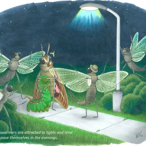 "The swarmers are attracted to lights and tend to expose themselves in the evenings." This statement from a UC Davis student now illustrates the Bohart Museum calendar. This art work is by Karissa Merritt, a fourth-year entomology student, Bohart associate, and longtime artist.