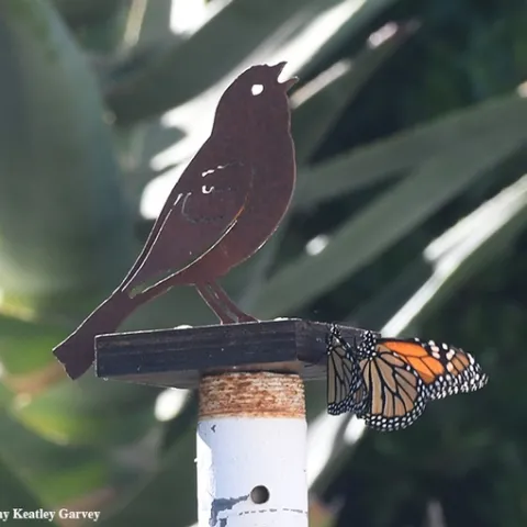 Near the presence of a metal bird sculpture, two monarchs meet Sept. 29 in Vacaville, Calif. (Photo by Kathy Keatley Garvey)