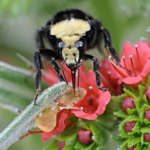 A yellow-faced bumble bee, Bombus Bombus vosnesenskii, foraging on a tower of jewels (Echium wildpretii) in Vacaville, Calif. (Photo by Kathy Keatley Garvey)