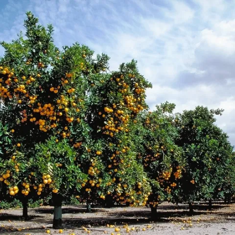 An orange orchard at Lindcove Research & Extension Center. The 2018 Farm Bill provides grants for citrus research.