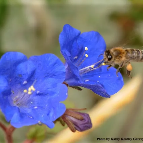 Phacelia campanularia was one of the 43 plants tested in the UC Davis research garden. Here a honey bee sips nectar from a blossom. (Photo by Kathy Keatley Garvey)