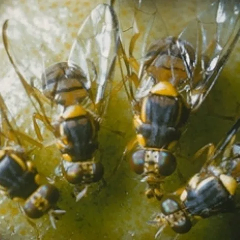 Oriental fruit fly adult.
