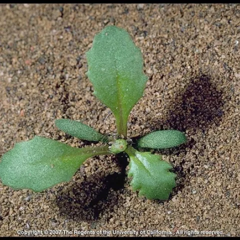 Seedling Groundsel