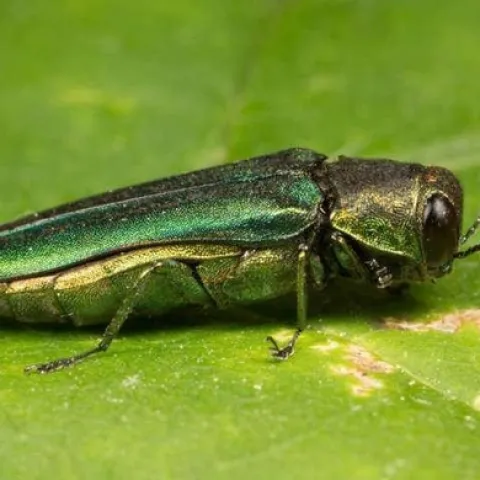 Emerald ash borer