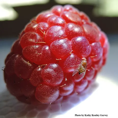 Spotted-wing drosophila on raspberry. (Photo by Kathy Keatley Garvey)