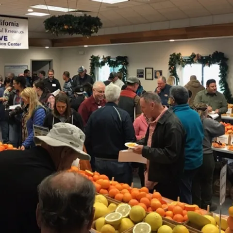 Lindcove REC held its annual citrus sampling.