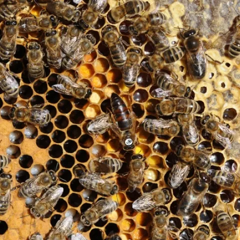 A honey bee colony at work. Extension apiculturist Elina Niño will discuss three topics dealing with "Beekeeping and Management" at the UC Davis School of Veterinary Medicine's 2019 winter conference. (Photo by Kathy Keatley Garvey)