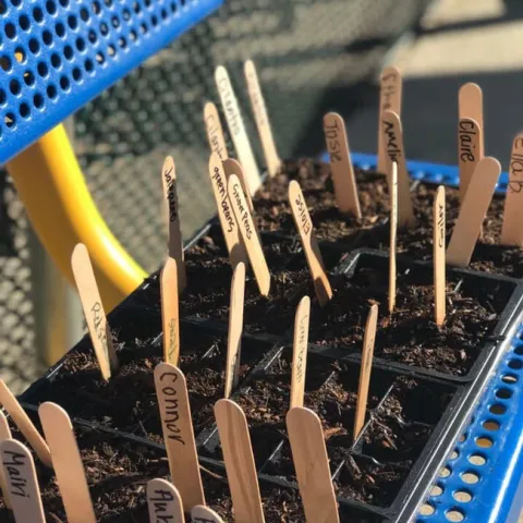 planting