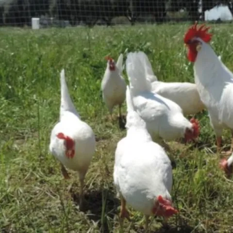Chickens in pasture