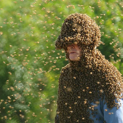 'Bee Man" Norm Gary is covered with bees. (Photo by Kathy Keatley Garvey)
