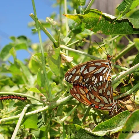 UC Davis distinguished professor Bruce Hammock's noted research on chronic pain all began at UC Berkeley when he wondered how caterpillars turn into butterflies. In this photo: two Gulf Fritillary butterfly mating, while a caterpillar munches passionflower leaves in the background. (Photo by Kathy Keatley Garvey)