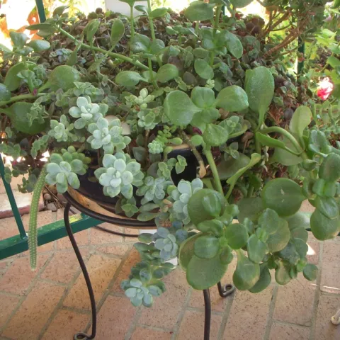 Crassula multicava draping over pot.