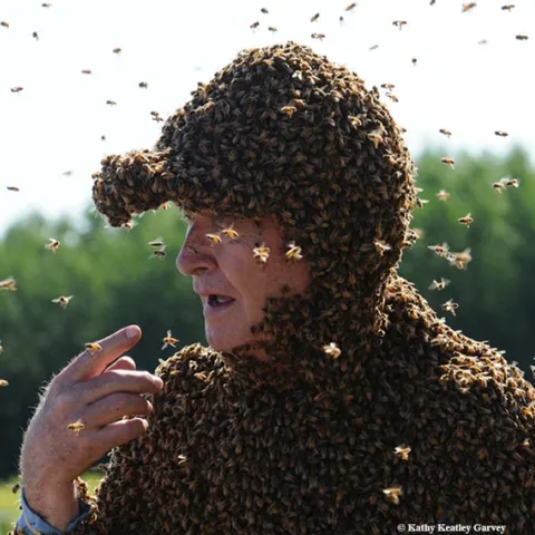 "Bee Man" Norm Gary clustered with bees during a bee wrangling stunt. (Photo by Kathy Keatley Garvey)