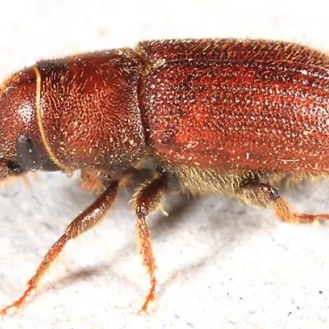 Red turpentine beetle