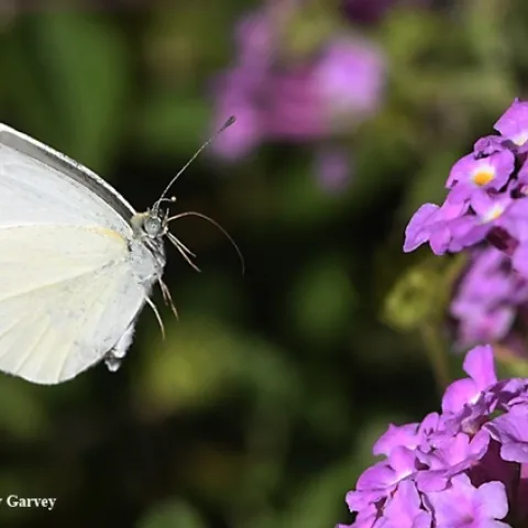 If you collect the first-of-the-year cabbage white butterfly, Pieris rapae, in the three-county area of Sacramento, Yolo and Solano, you could win the "Beer for a Butterfly" contest. Here a cabbage white heads for lantana.(Photo by Kathy Keatley Garvey)