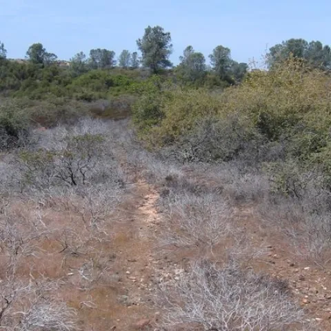 The exotic soilborne Phytopthora cinnamomi was introduced in the Ione area of the Sierra Nevada foothills, where it is literally wiping out two native manzanita species. This picture shows how vehicles spread the pathogen along roads and tracks by kicking up infected soil, killing nearby manzanita. (Photo: Matteo Garbelotto)