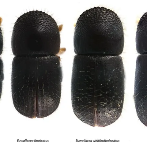 four-species-of-Euwallacea