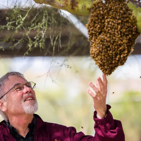 Honey bee geneticist Robert E. Page Jr. checks out a bee swarm at Arizona State University.